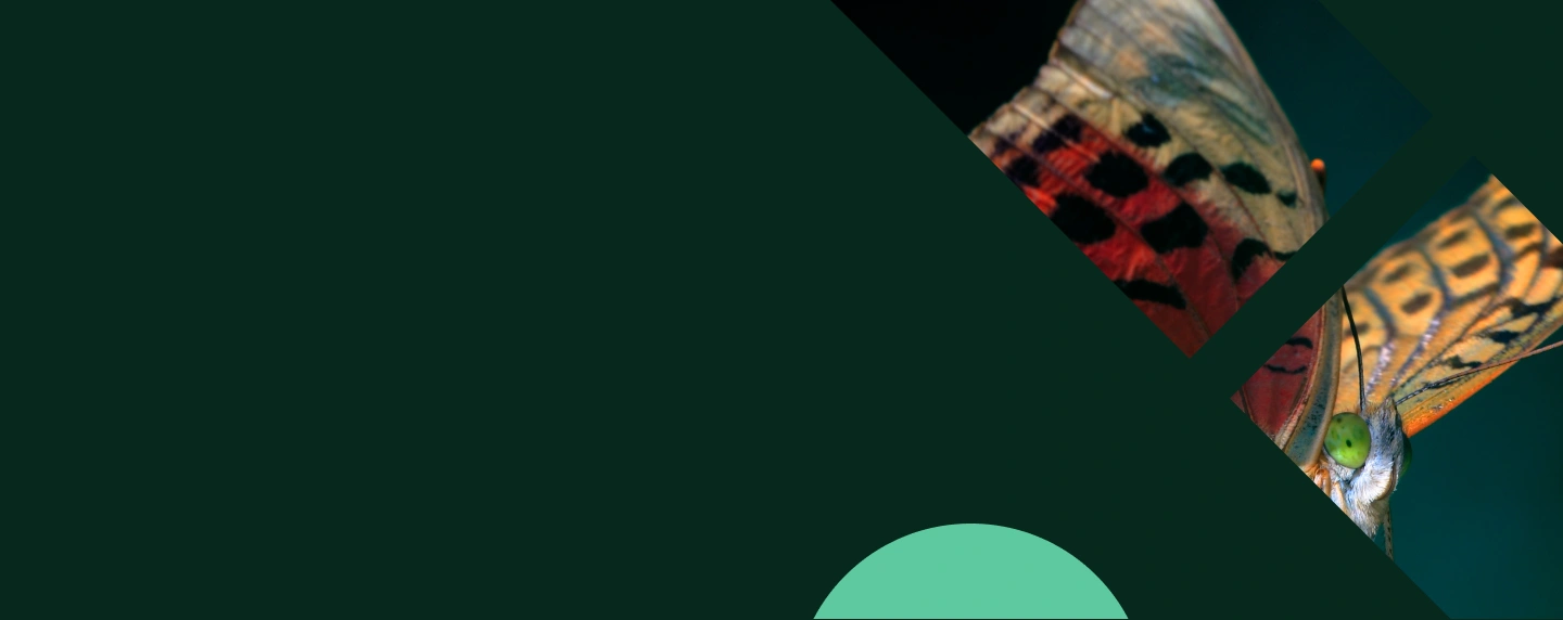 ws_dark_green_butterfly_1s_0s